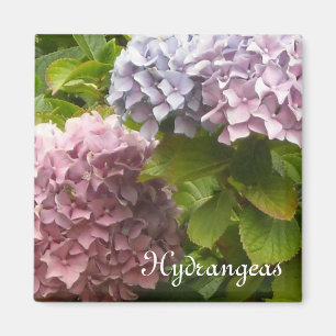 Romantische Hydrangeas Magnet
