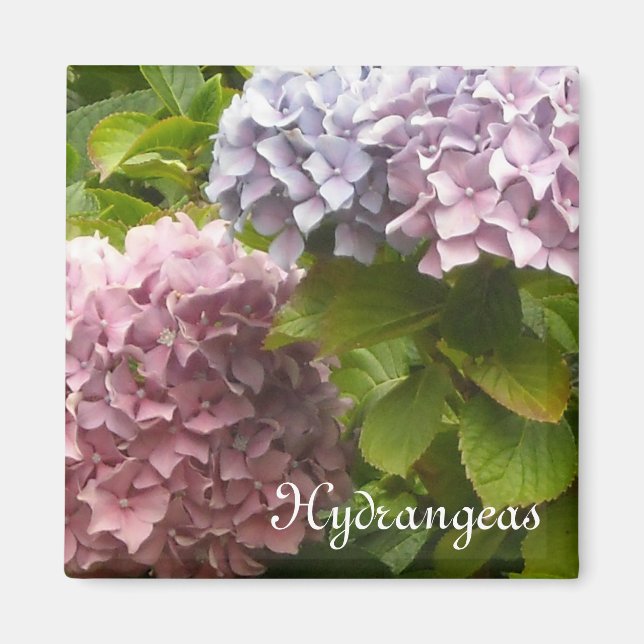 Romantische Hydrangeas Magnet (Vorne)