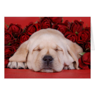 Romantische Labrador Card