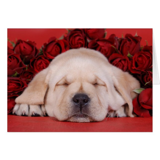 Romantische Labrador Card (Vorderseite (Horizontal))