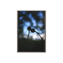 Romantische, melancholische Blumen – Botanische Fa
