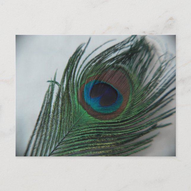 Romantische Pfauenfeder Postkarte (Vorderseite)