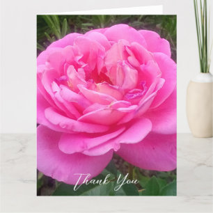 Romantische rosa Rose 'Leonardo Da Vinci'   Dankeskarte