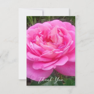 Romantische rosa Rose 'Leonardo Da Vinci' Dankeskarte