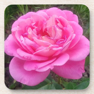 Romantische rosa Rose „Leonardo Da Vinci“ Getränkeuntersetzer