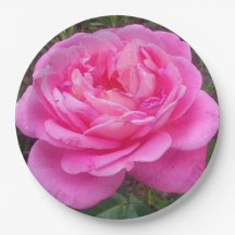Romantische rosa Rose 'Leonardo Da Vinci'