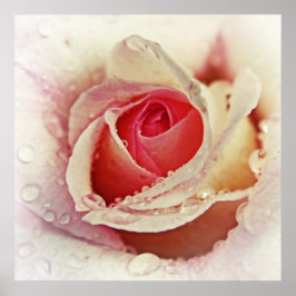 Romantische Rosa Rose mit Raindrops Blume Makro Poster