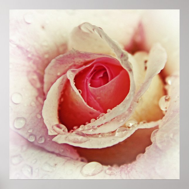 Romantische Rosa Rose mit Raindrops Blume Makro Poster (Vorne)