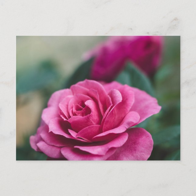 Romantische Rosa Rose Postkarte (Vorderseite)