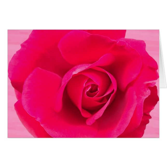 Romantische Rosa Rose v2 (Vorderseite (Horizontal))