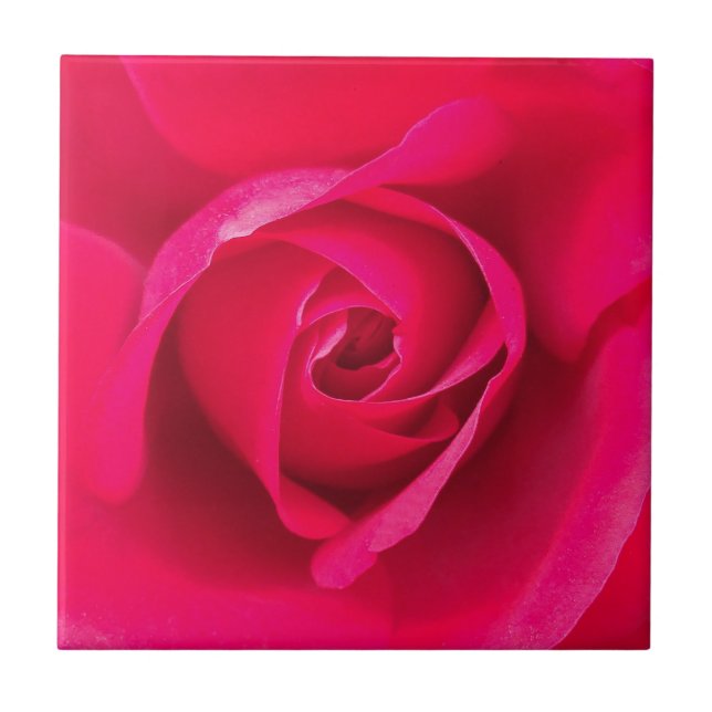 Romantische Rosa Rose v2 Fliese (Vorderseite)