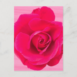 Romantische Rosa Rose v2 Postkarte