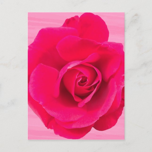 Romantische Rosa Rose v2 Postkarte (Vorderseite)