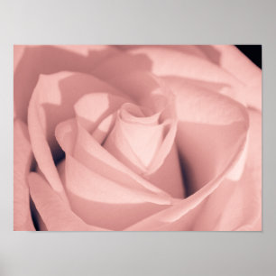 Romantische rosa Rosenblüten Archivkunst Poster