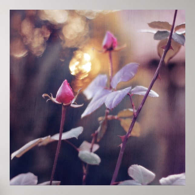 Romantische rosa Rosenknospen bei Sunset Bokeh Hin Poster (Vorne)