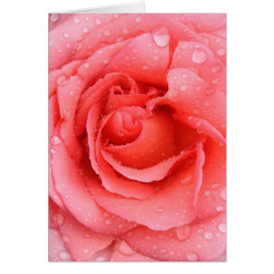 Romantische rosa Rosenwasser-Tropfen