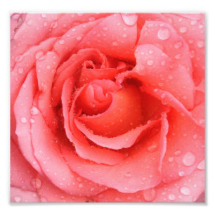 Romantische rosa Rosenwasser-Tropfen Fotodruck