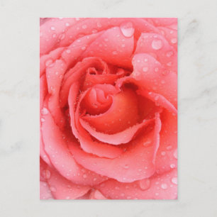 Romantische rosa Rosenwasser-Tropfen Postkarte