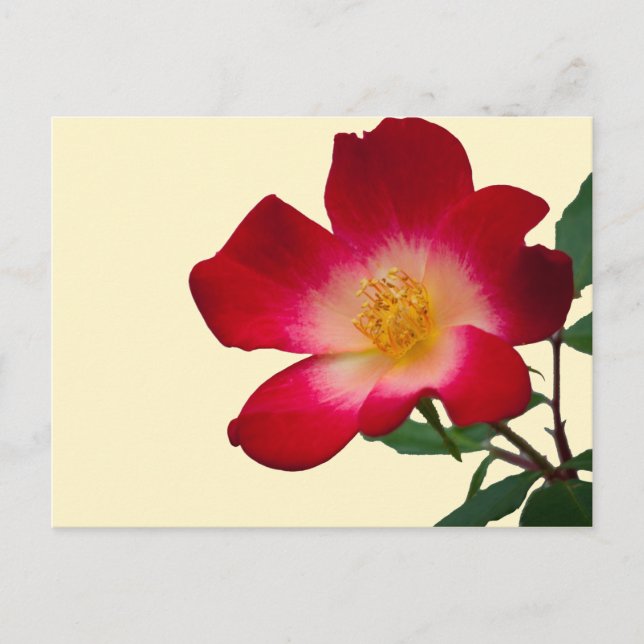 Romantische Rosa Wilde Rose Postkarte (Vorderseite)