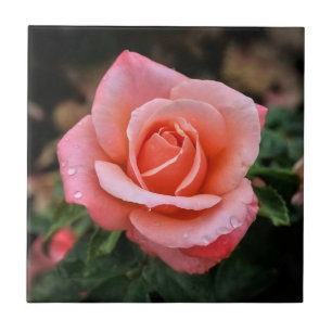 Romantische Rose Botanische Kunst Fliese
