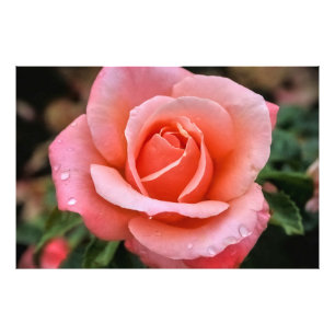 Romantische Rose Botanische Kunst Fotodruck