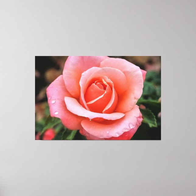 Romantische Rose Botanische Kunst Leinwanddruck (Vorderseite)