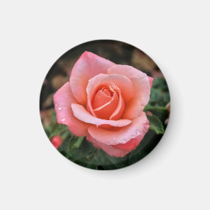 Romantische Rose Botanische Kunst Magnet