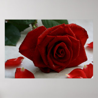 Romantische Rose Poster