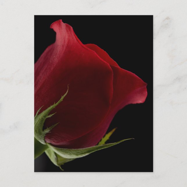Romantische Rose Postkarte (Vorderseite)