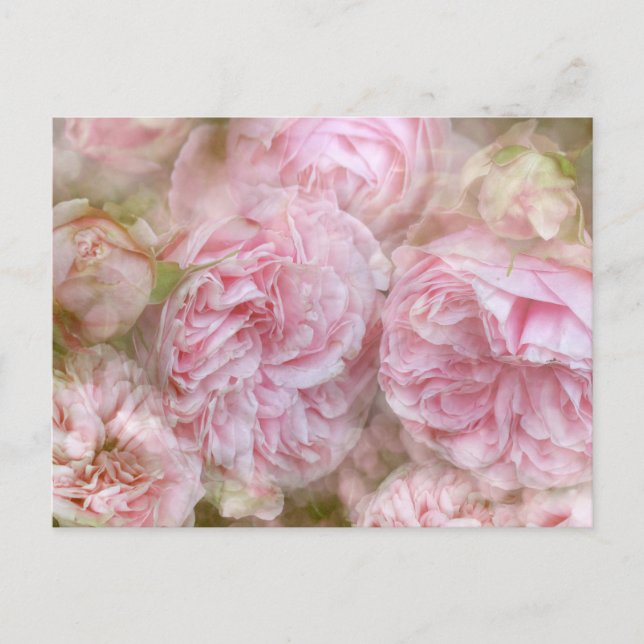 Romantische Rosen - Romantic Roses Postkarte (Vorderseite)