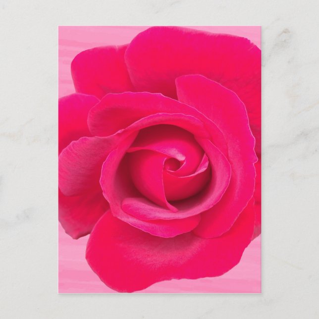 Romantische rote rosa Rose Postkarte (Vorderseite)