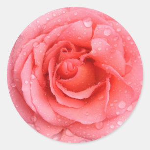 Romantische rote rosa Rosen-Wassertropfen Runder Aufkleber