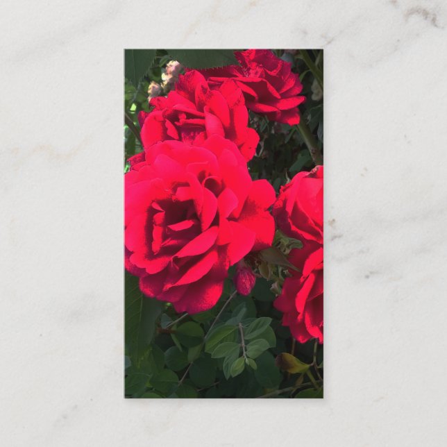 Romantische Rote Rose Garden Rosery Begleitkarte (Vorderseite)