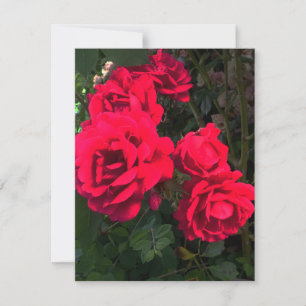Romantische Rote Rose Garden Rosery RSVP Karte