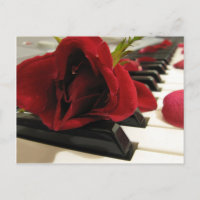 Romantische Rote Rose Liebe