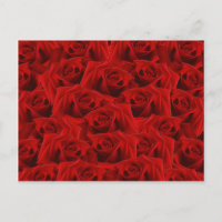 Romantische Rote Rose