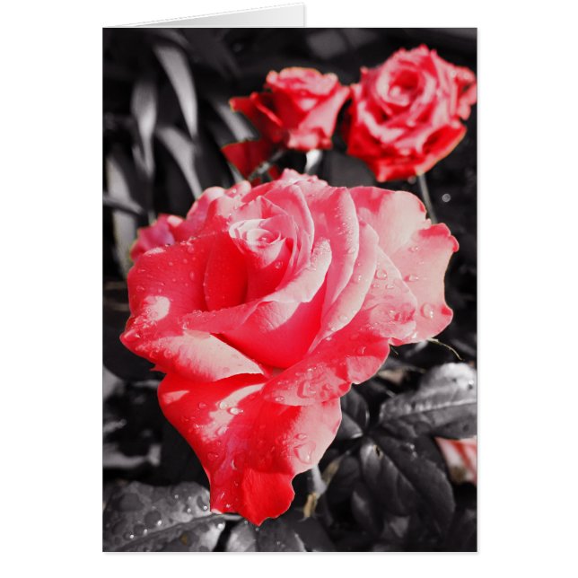 Romantische Rote Rosen (Vorne)