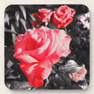 Romantische Rote Rosen Getränkeuntersetzer