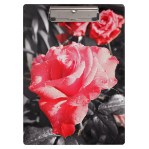 Romantische Rote Rosen Klemmbrett