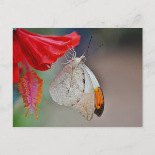 Romantische Safari Floral Brautparty Peace Destiny Einladungspostkarte
