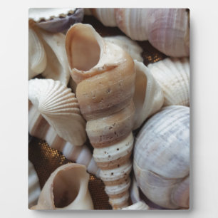Romantische tropische exotische Muscheln Strand Li Fotoplatte