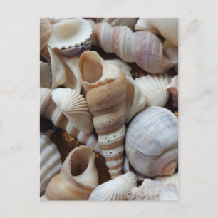 Romantische tropische exotische Muscheln Strand Li Postkarte