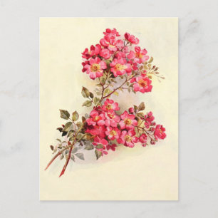 Romantische Vintage-Rosen in Rosa Postkarte
