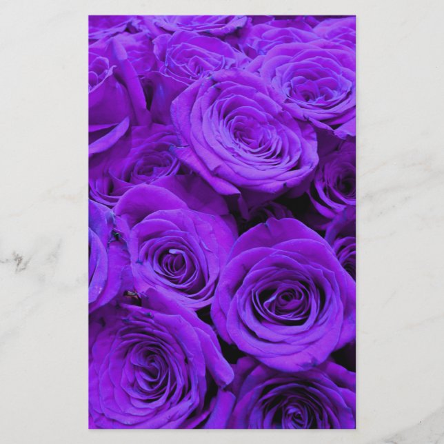 Romantische violette lila Rose, hübscher Rosenbuke (Vorderseite)
