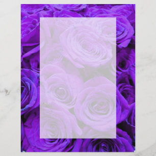 Romantische violette lila Rose, hübscher Rosenbuke
