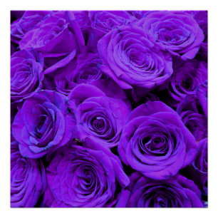 Romantische violette lila Rose, hübscher Rosenbuke Poster
