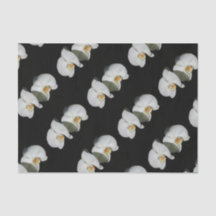 Romantische Weiße Orchideen, tropisches Foto