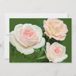 Romantische weiße rosa Rosen  Einladung