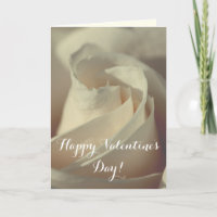 Romantische Weißrose