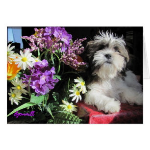 Romantische Welpenüberraschung?